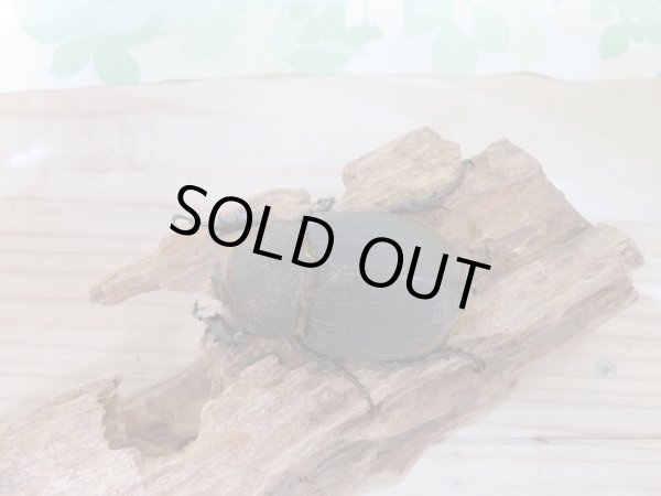 画像6: 新成虫☆D.H.リッキー♂A´-128ミリ♀65ミリ新成虫ペア販売!! (6)