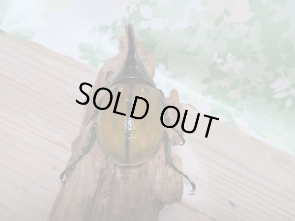 画像4: 新成虫☆D.H.リッキー♂A´-128ミリ♀65ミリ新成虫ペア販売!! (4)