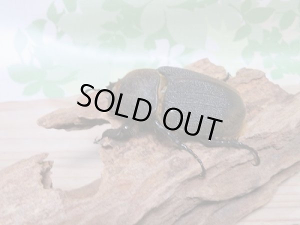 画像5: 新成虫☆D.H.リッキー♂A´-128ミリ♀65ミリ新成虫ペア販売!! (5)