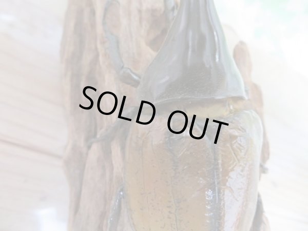 画像2: 新成虫☆D.H.リッキー♂A´-128ミリ♀65ミリ新成虫ペア販売!! (2)