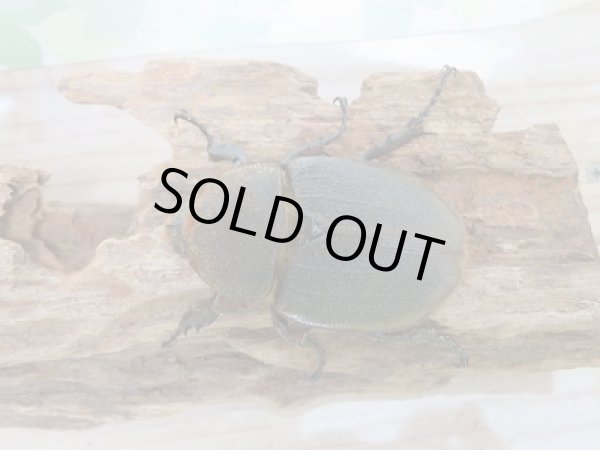 画像5: 新成虫☆D.H.リッキー♂121ミリ♀64ミリ新成虫ペア販売!! (5)