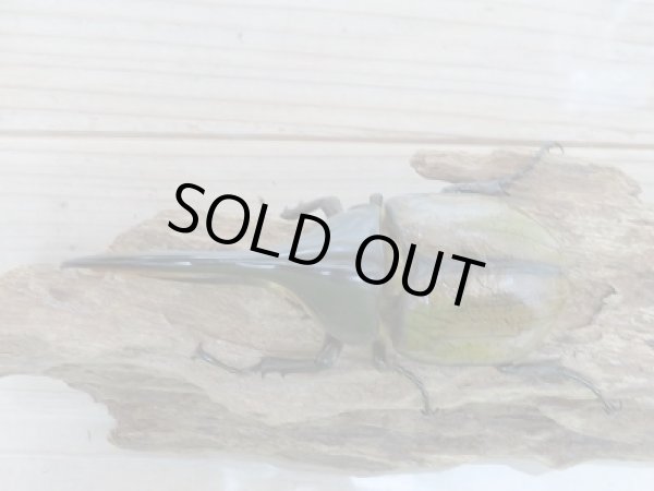 画像2: 新成虫☆D.H.リッキー♂121ミリ♀64ミリ新成虫ペア販売!! (2)