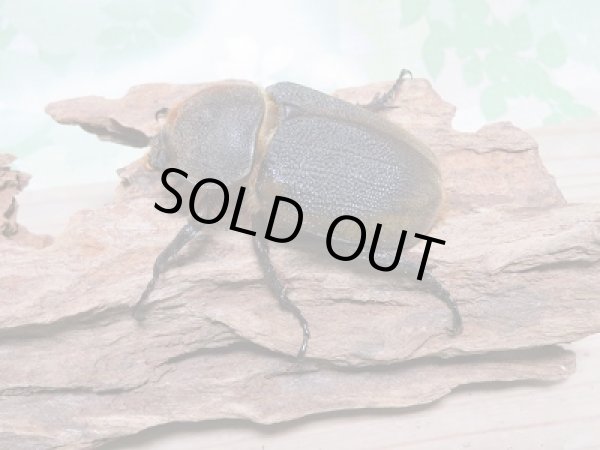 画像4: 新成虫☆D.H.リッキー♂121ミリ♀64ミリ新成虫ペア販売!! (4)