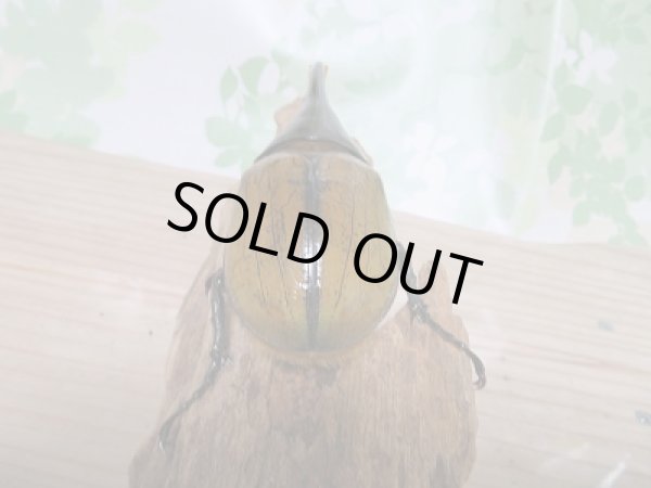 画像3: 新成虫☆D.H.リッキー♂121ミリ♀64ミリ新成虫ペア販売!! (3)