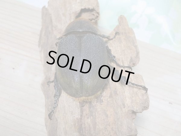 画像6: 新成虫☆D.H.リッキー♂121ミリ♀64ミリ新成虫ペア販売!! (6)