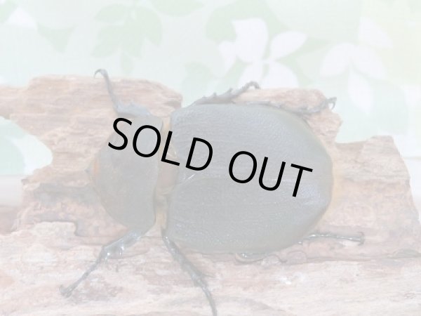 画像5: セール40%OFF☆D.H.リッキー♂119ミリ♀63ミリ新成虫ペア販売!! (5)