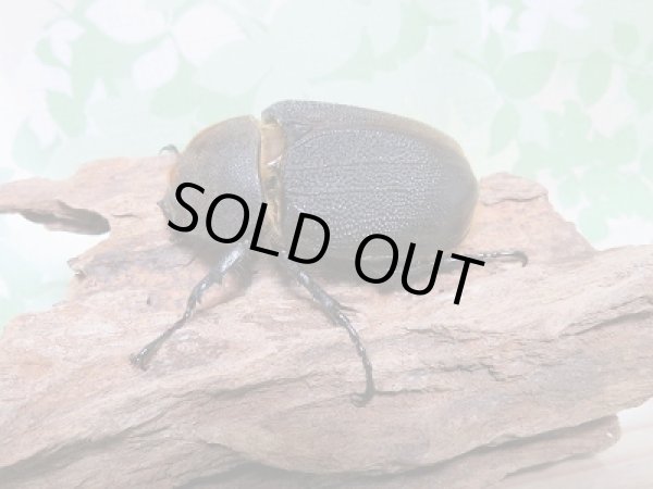 画像4: セール40%OFF☆D.H.リッキー♂119ミリ♀63ミリ新成虫ペア販売!! (4)