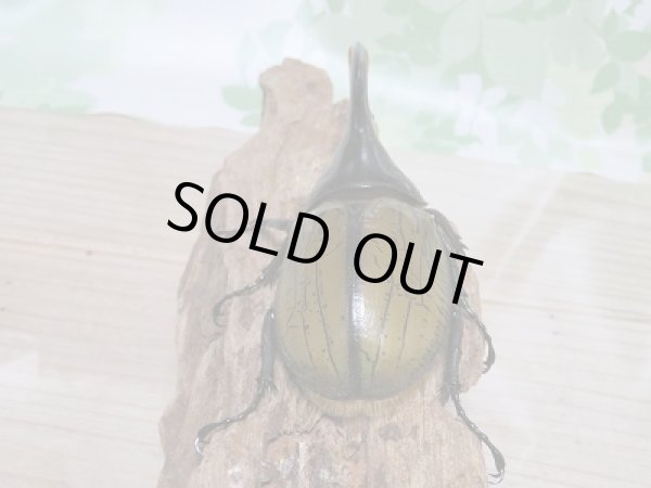 画像3: セール40%OFF☆D.H.リッキー♂119ミリ♀63ミリ新成虫ペア販売!! (3)