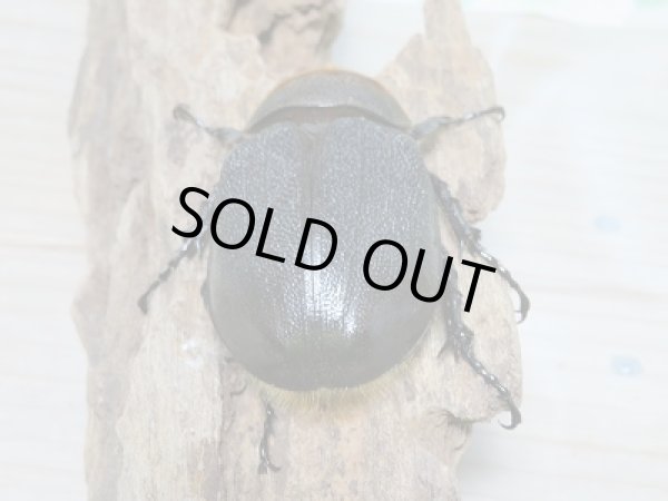 画像6: セール40%OFF☆D.H.リッキー♂119ミリ♀63ミリ新成虫ペア販売!! (6)