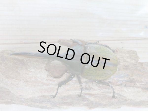 画像2: セール40%OFF☆D.H.リッキー♂119ミリ♀63ミリ新成虫ペア販売!! (2)