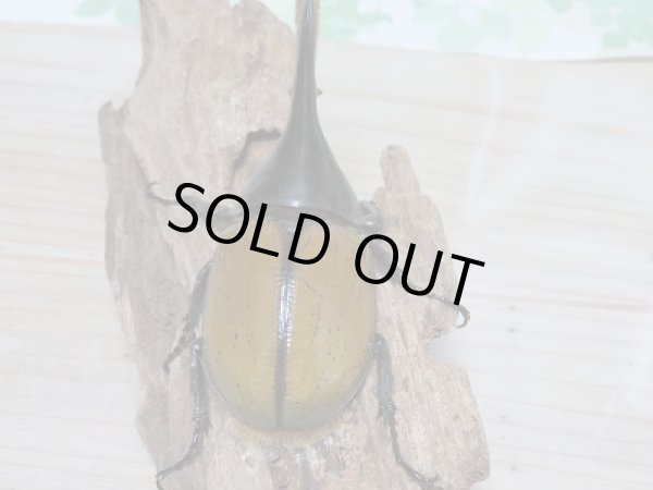 画像3: セール40%OFF☆D.H.リッキー♂117ミリ♀63ミリ新成虫ペア販売!! (3)