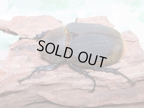 画像4: セール40%OFF☆D.H.リッキー♂117ミリ♀63ミリ新成虫ペア販売!! (4)