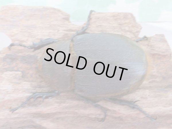 画像5: セール40%OFF☆D.H.リッキー♂117ミリ♀63ミリ新成虫ペア販売!! (5)