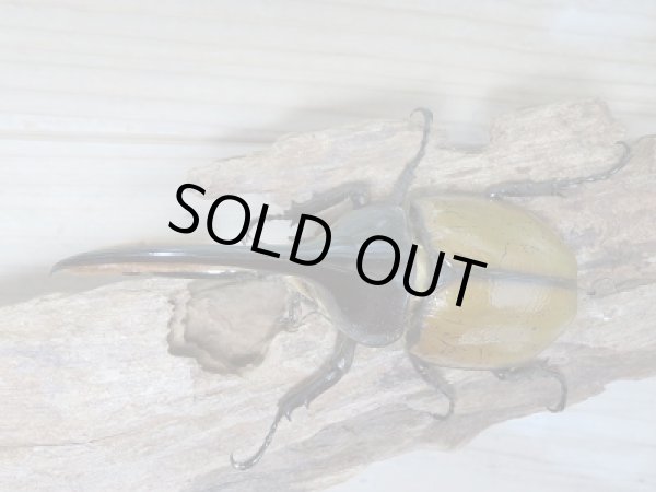 画像2: セール40%OFF☆D.H.リッキー♂117ミリ♀63ミリ新成虫ペア販売!! (2)