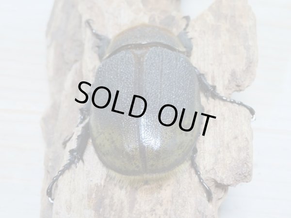 画像6: セール40%OFF☆D.H.リッキー♂117ミリ♀63ミリ新成虫ペア販売!! (6)