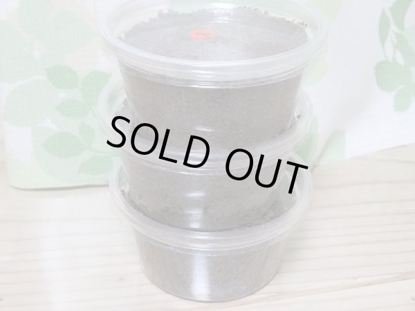 画像2: 特別価格❕インスラリスキンイロクワガタ☆F3!3令(終令)幼虫3頭セット販売 (2)