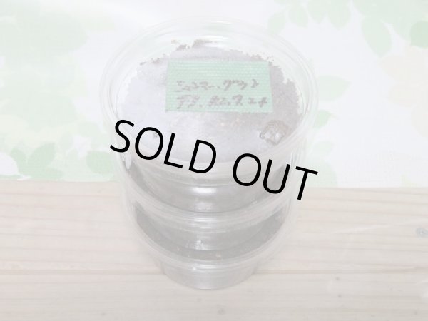 画像2: ミャンマー☆グランディスオオクワガタ初二令幼虫3頭セット!! (2)