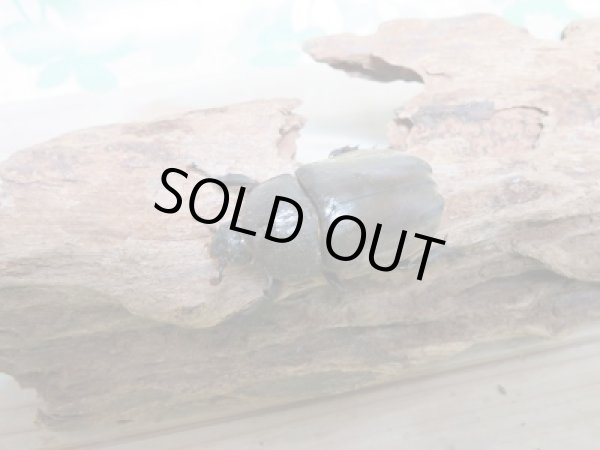 画像2: 新成虫☆愛知県知多半島産!国産カブトムシMサイズペア販売!! (2)