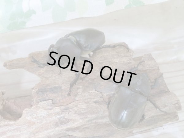 画像3: 新成虫☆愛知県知多半島産!国産カブトムシMサイズペア販売!! (3)