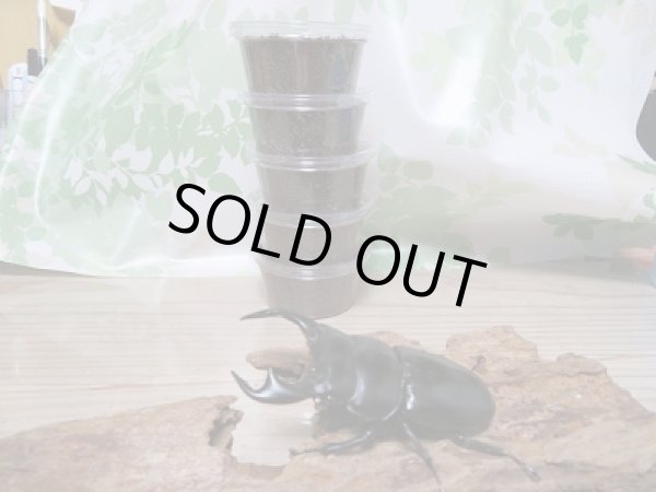 画像2: ネパール・コシ産☆大型アンテ♂85ミリからの初二令幼虫5頭セット!!1セットのみ限定販売 (2)