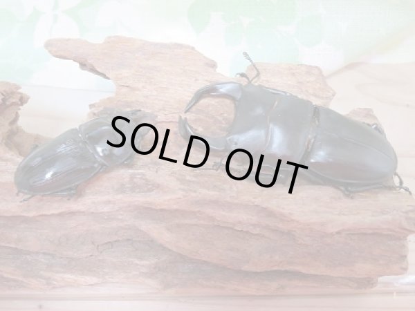 画像5: 	新成虫☆中国江西省産☆F4!ホペイオオクワガタペア販売!! (5)