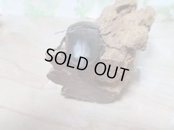 画像3: 新成虫☆中国江西省産☆F4!ホペイオオクワガタペア販売!! (3)