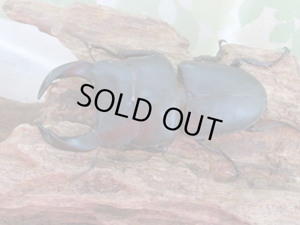 画像2: 新成虫☆中国江西省産☆F4!ホペイオオクワガタペア販売!! (2)