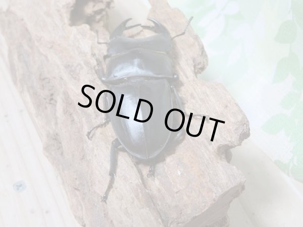 画像3: 	新成虫☆中国江西省産☆F4!ホペイオオクワガタペア販売!! (3)