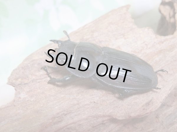 画像4: 	新成虫☆中国江西省産☆F4!ホペイオオクワガタペア販売!! (4)