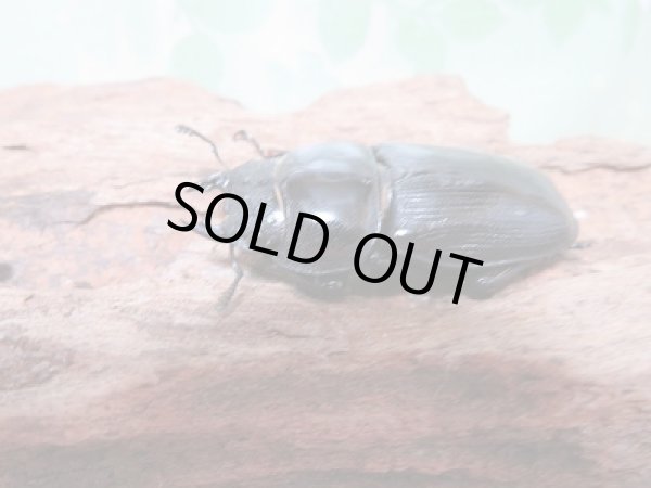 画像4: 新成虫☆中国江西省産☆F4!ホペイオオクワガタペア販売!! (4)