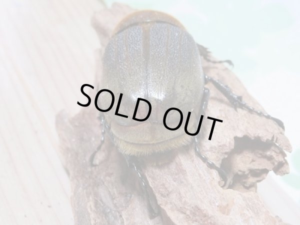 画像3: 新成虫☆D.H.ヘラクレス61ミリ♀単品販売!! (3)