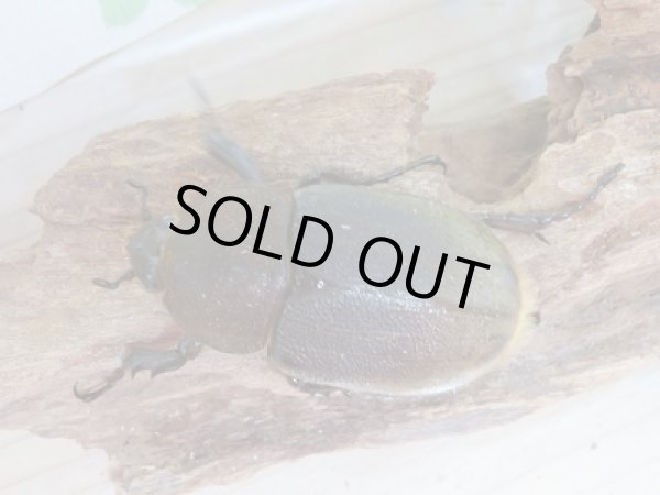 画像2: 新成虫☆D.H.ヘラクレス61ミリ♀単品販売!! (2)