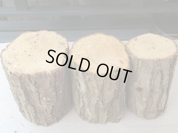 画像2: 特選☆愛知県産クヌギ産卵材Mサイズ販売‼ (2)