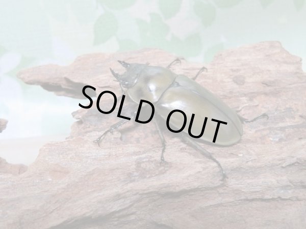 画像4: 新成虫☆WF1!モーレンカンプオウゴンオニクワガタペア販売!! (4)