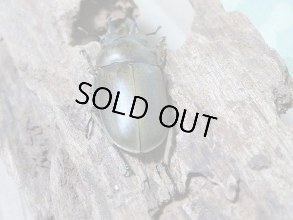 画像3: 新成虫☆WF1!モーレンカンプオウゴンオニクワガタペア販売!! (3)