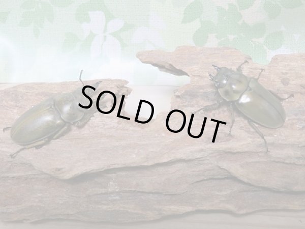 画像5: 新成虫☆WF1!モーレンカンプオウゴンオニクワガタペア販売!! (5)