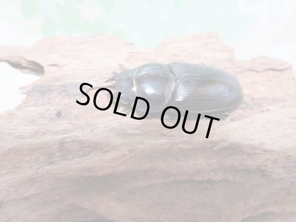 画像4: 新成虫☆川西産!オオクワガタ♂70ミリ♀46ミリペア販売!! (4)