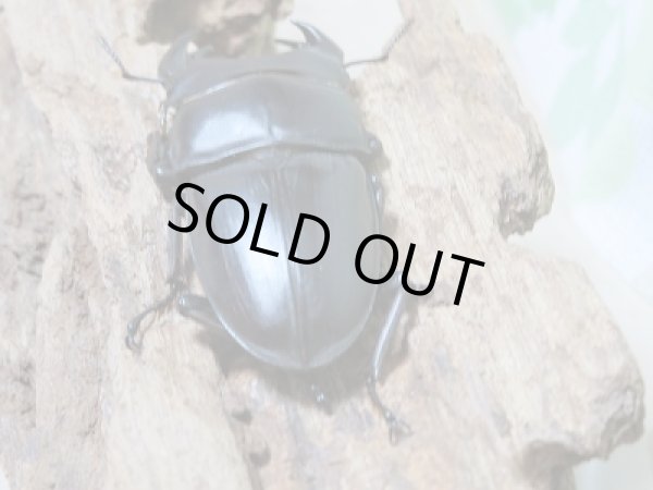 画像3: 新成虫☆川西産!オオクワガタ♂70ミリ♀46ミリペア販売!! (3)