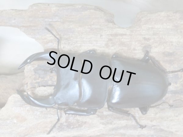 新成虫☆川西産！オオクワガタ♂70ミリ♀46ミリペア販売