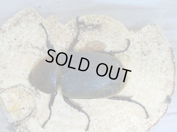 画像2: 新成虫☆CBF1!D.H.ヘラクレス♀62ミリ単品販売!! (2)