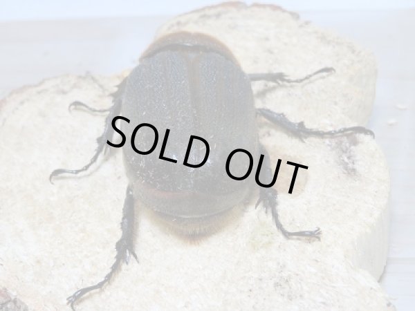 画像3: 新成虫☆CBF1!D.H.ヘラクレス♀62ミリ単品販売!! (3)