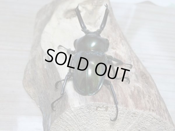 画像3: 新成虫☆パープル系グリーン血統ニジイロクワガタ♂51〜53ミリ♀38ミリ〜40ミリペア販売!! (3)