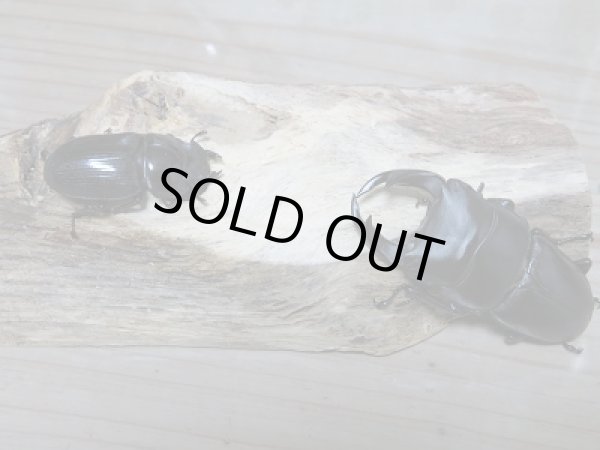 画像2: ☆初心者☆国産オオクワガタ飼育◎昆虫家オリジナル!スタートキット限定2セット販売!! (2)