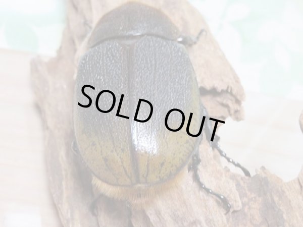 画像6: 新成虫☆ナポ産!D.H.リッキー♂120ミリ♀64ミリペア販売!! (6)