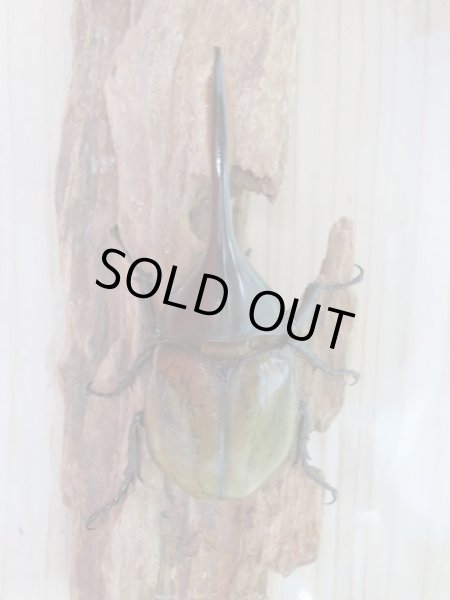 画像2: 新成虫☆ナポ産!D.H.リッキー♂120ミリ♀64ミリペア販売!! (2)