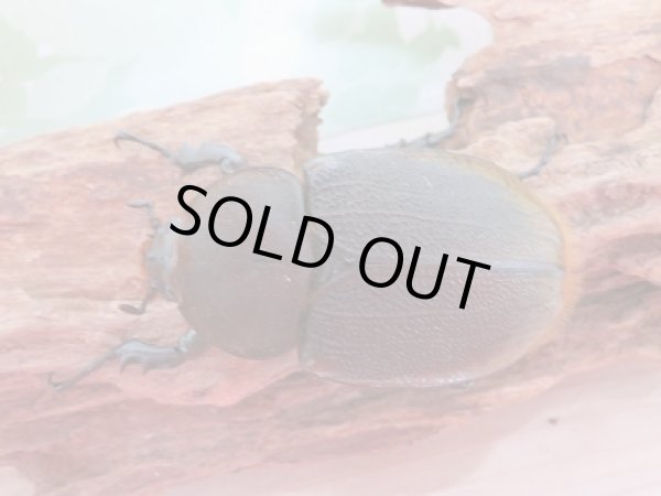 画像5: 新成虫☆ナポ産!D.H.リッキー♂120ミリ♀64ミリペア販売!! (5)