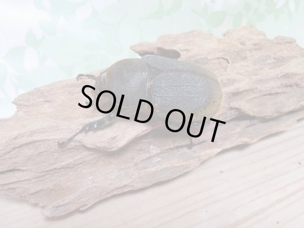 画像4: 新成虫☆ナポ産!D.H.リッキー♂120ミリ♀64ミリペア販売!! (4)