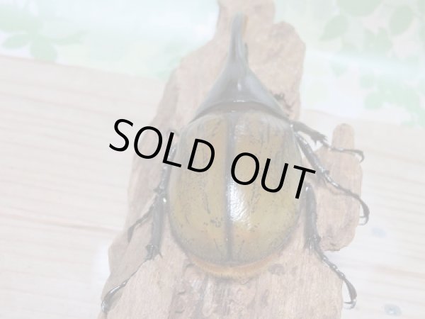 画像3: 新成虫☆ナポ産!D.H.リッキー♂120ミリ♀64ミリペア販売!! (3)