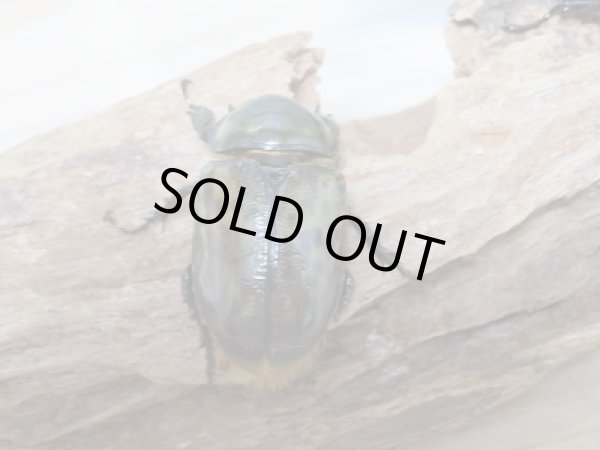 画像5: 新成虫☆ティティウスシロカブト♂48ミリ♀A´-42ミリペア販売!! (5)