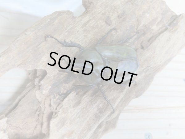 画像2: 新成虫☆ティティウスシロカブト♂48ミリ♀A´-42ミリペア販売!! (2)